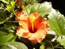 Hibiscus rosa sinensis