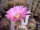 47-Echinocereus pectinatus