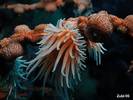 Nemanthus-annamensis11[1]