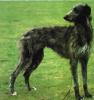 DEERHOUND