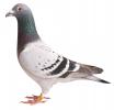 Pigeon4[1]
