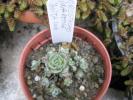 Orostachys iwarenge