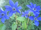 clematita :inaltimea 50 cm ,inflorite