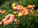 DSCI0282