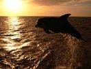 nature wallpapers (39)