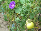 DSCI0443