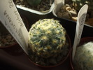 Mammillaria schiedeana