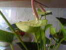 anthurium alb