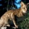 t_ocicat01