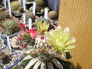 Echinocereus viridiflorus altoit - 27.05