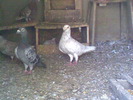R@k!w-foto006