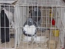 poza 022