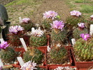 echinofossulocactus grup