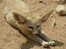 Fennecus_zerda_-_Fennec_fox