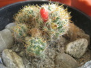 Mammillaria prolifera-fructe1