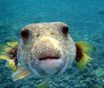 701px-Puffer_Fish_DSC01257