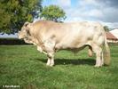 -charolais-7 ani-