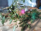 DSC00662