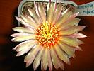 Astro.asterias hb.-floare