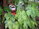 abutilon marmorat cu floare portocalie