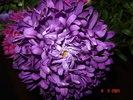 DSC02687