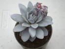 Echeveria lauii