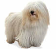 coton_de_tulear