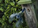 Blue Tit in Flight