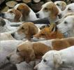 poze-haioase-animale-caini-vulpi-20080913-300x283