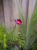 Cosmea 4 iun 2009