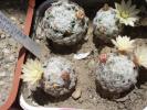 Mammillaria duwei - pui