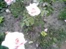 PICT0155(1)