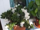 Picture 005