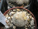 Mammillaria magallanii v. Paras Hotel - 16.05