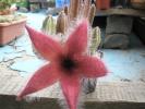 Stapelia flavirostris