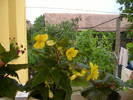 begonie curgatoare galbena