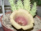 Tavaresia grandiflora - floare
