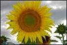 floarea-soarelui_m