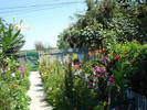 FLORILE MAMEI