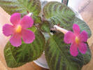 Episcia Pink Panther 5