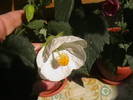 abutilon alb