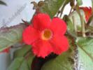 episcia green aga floare