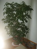 ficus benjamina