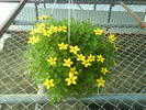 bidens