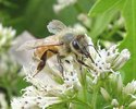 European_Honeybee[1]