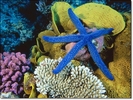 blue-linckia-sea-star