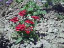 PICT0083