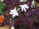 oxalis