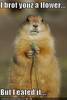 funny animal