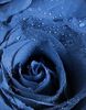blue_rose_20